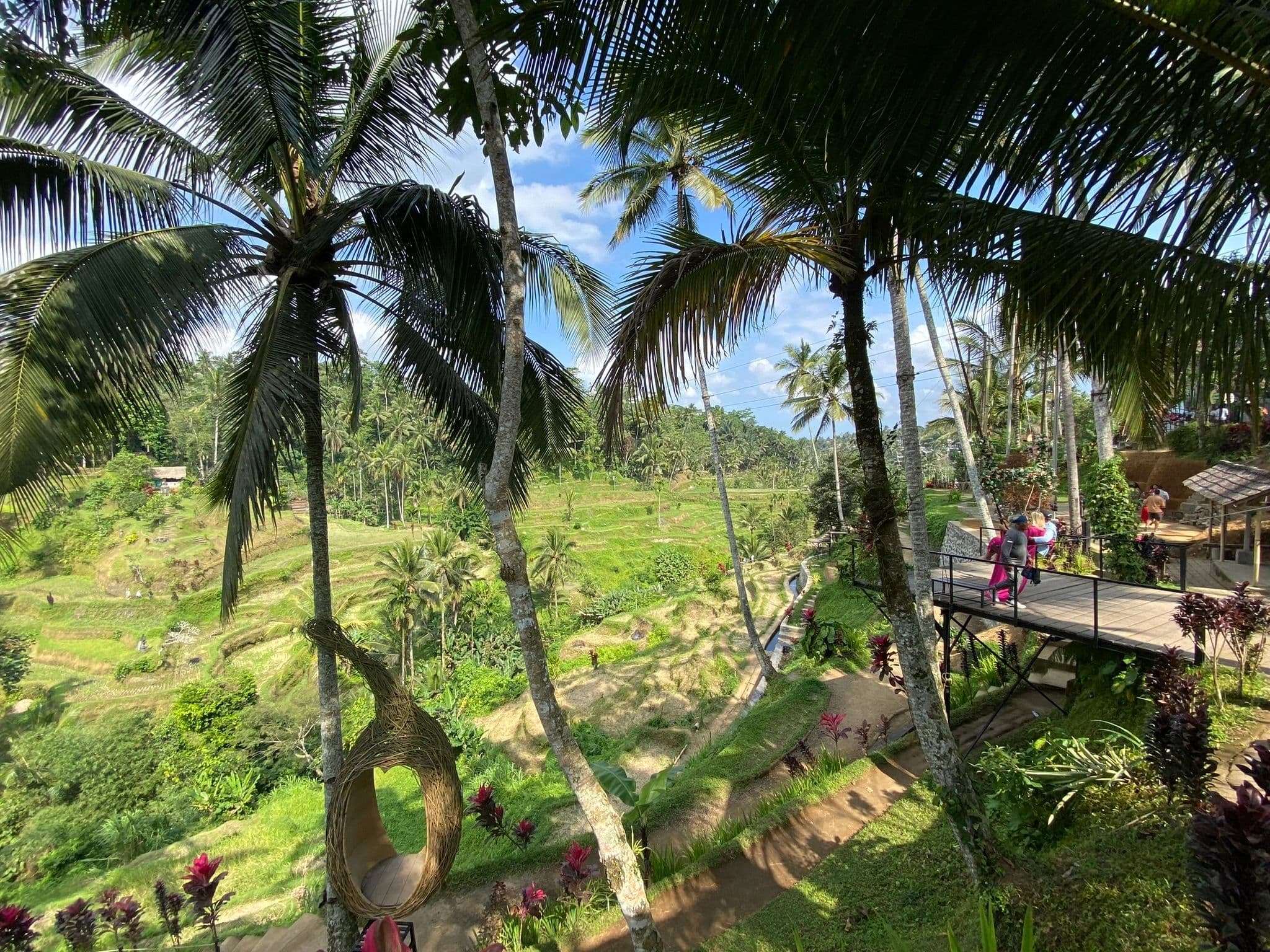 Tegallalang rice terraces framed by palm trees in Bali