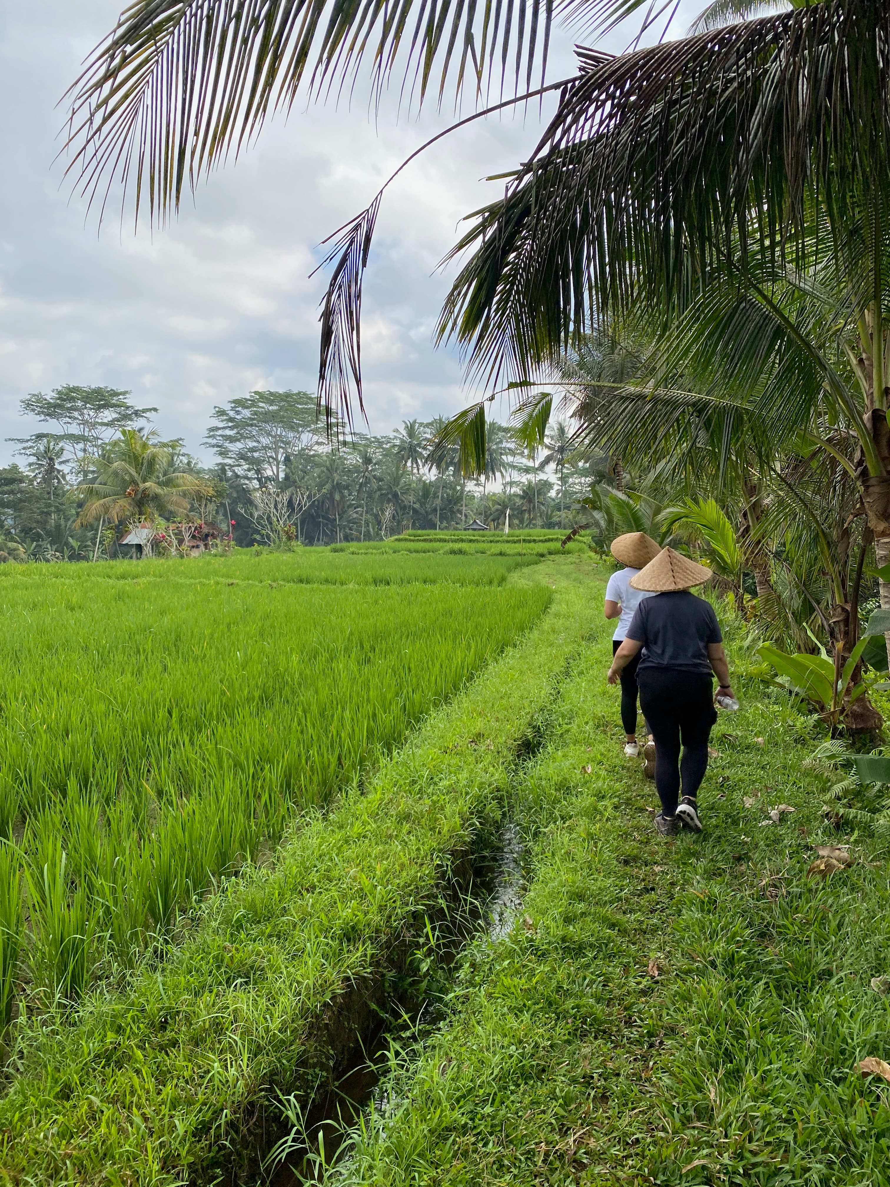 Walking through green rice paddies in Bali